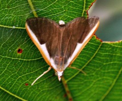 Pylartes subcostalis