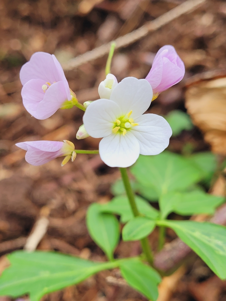 Nuttall's toothwort