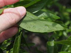 Pachypsylla celtidisvesicula