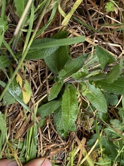 Arabis eschscholtziana