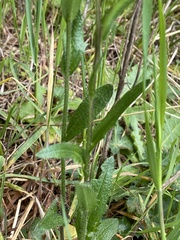 Arabis eschscholtziana
