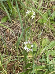 Arabis eschscholtziana