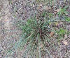 Muhlenbergia lindheimeri
