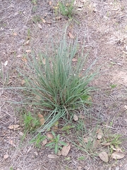 Muhlenbergia lindheimeri