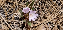 Lewisia brachycalyx