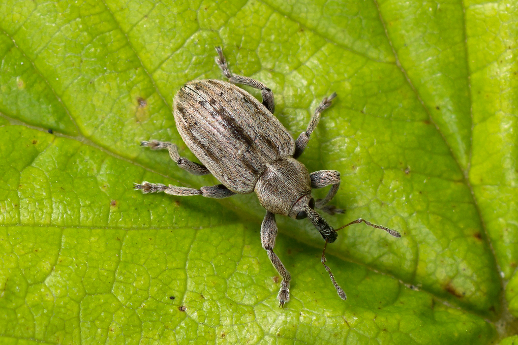 Hypera arator