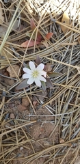 Lewisia brachycalyx