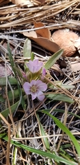 Lewisia brachycalyx