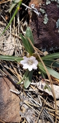 Lewisia brachycalyx