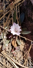 Lewisia brachycalyx