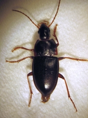 Gaioxenus pilipalpis
