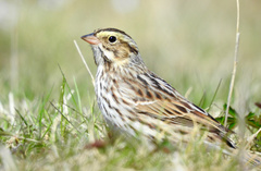 Passerculus sandwichensis savanna