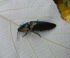 Campsosternus auratus