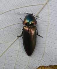 Campsosternus auratus