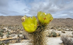 Cylindropuntia ganderi