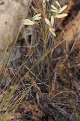 Pelargonium rapaceum