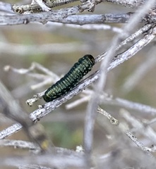 Trirhabda flavolimbata