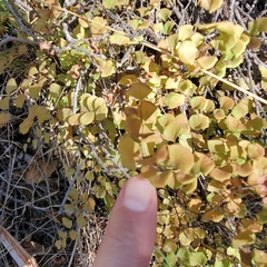 Adiantum jordanii image