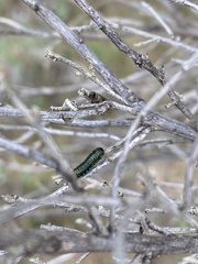 Trirhabda flavolimbata