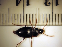 Gaioxenus pilipalpis