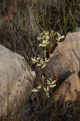 Pelargonium rapaceum