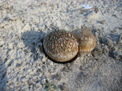 Scleroderma floridanum