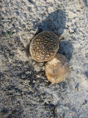Scleroderma floridanum