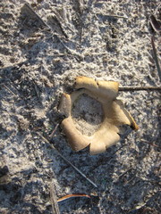 Scleroderma floridanum