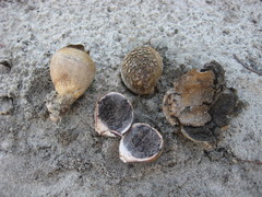 Scleroderma floridanum