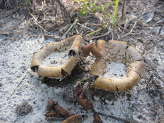 Scleroderma floridanum