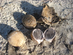 Scleroderma floridanum