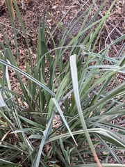 Cortaderia
