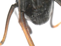Scytodes fusca
