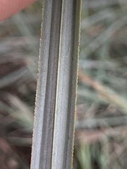 Cortaderia