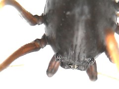 Scytodes fusca
