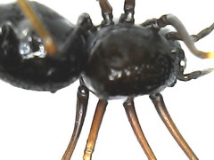 Scytodes fusca
