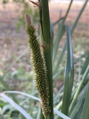 Cortaderia