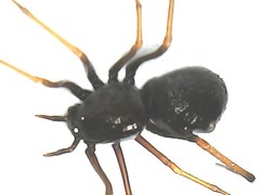 Scytodes fusca