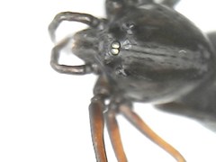 Scytodes fusca