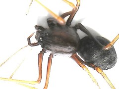 Scytodes fusca