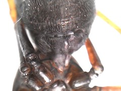 Scytodes fusca