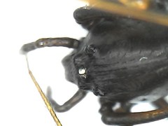 Scytodes fusca