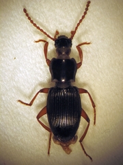 Stenadelium striatum