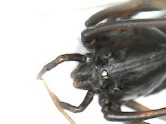 Scytodes fusca