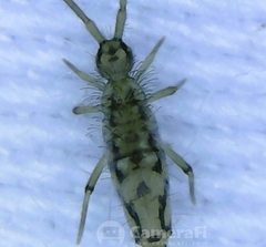 Entomobrya katzi