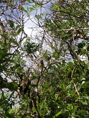 Pachycephala pectoralis contempta