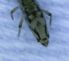 Entomobrya katzi
