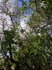 Pachycephala pectoralis contempta