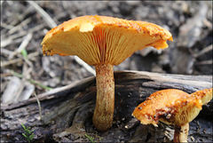 Gymnopilus ferruginosus