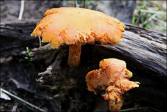 Gymnopilus ferruginosus
